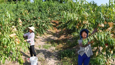 重慶萬(wàn)州：桃、李產(chǎn)業(yè)美了山鄉(xiāng)富了民