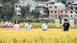 新農(nóng)人給鄉(xiāng)村振興帶來哪些新面貌？