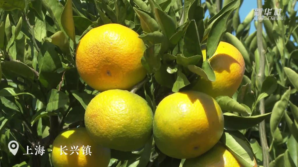 上海：橘子紅了！碩果滿園迎豐收