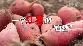 想看看紅薯的“鍍金”之旅嗎？來聽聽“自述”吧！