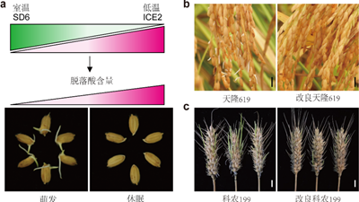 我國(guó)科學(xué)家找到調(diào)控水稻、小麥穗發(fā)芽的“開關(guān)”