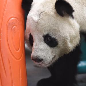 微信分享圖