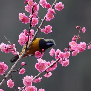 微信分享圖