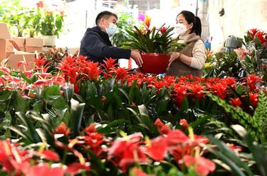 新年臨近 花卉俏銷(xiāo)
