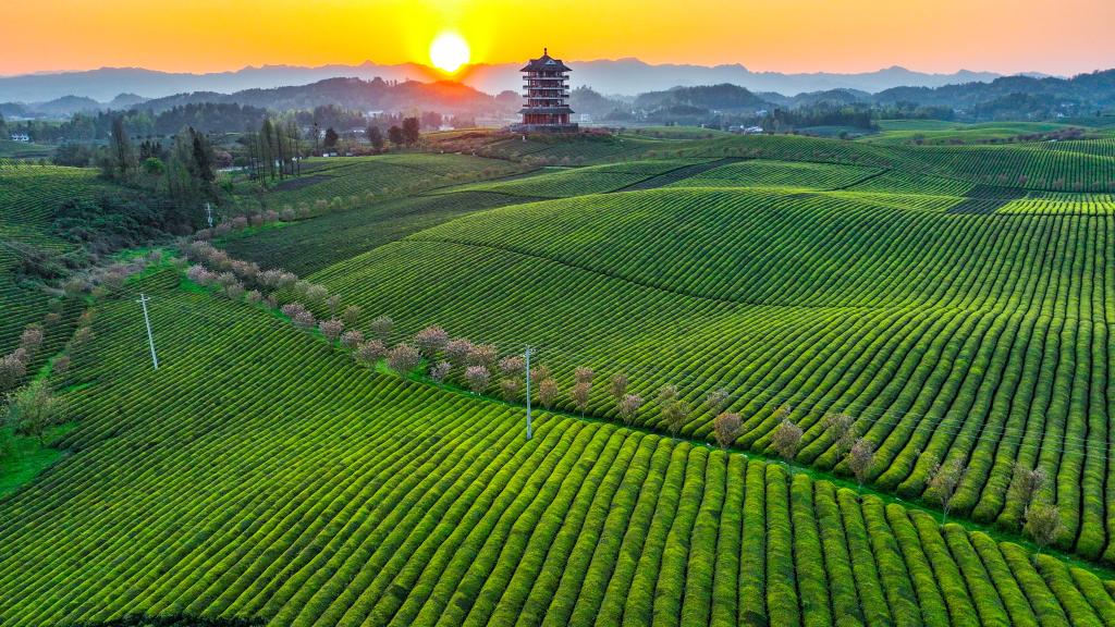 新華全媒+丨萬畝茶海里，一片清明茶的成材之旅