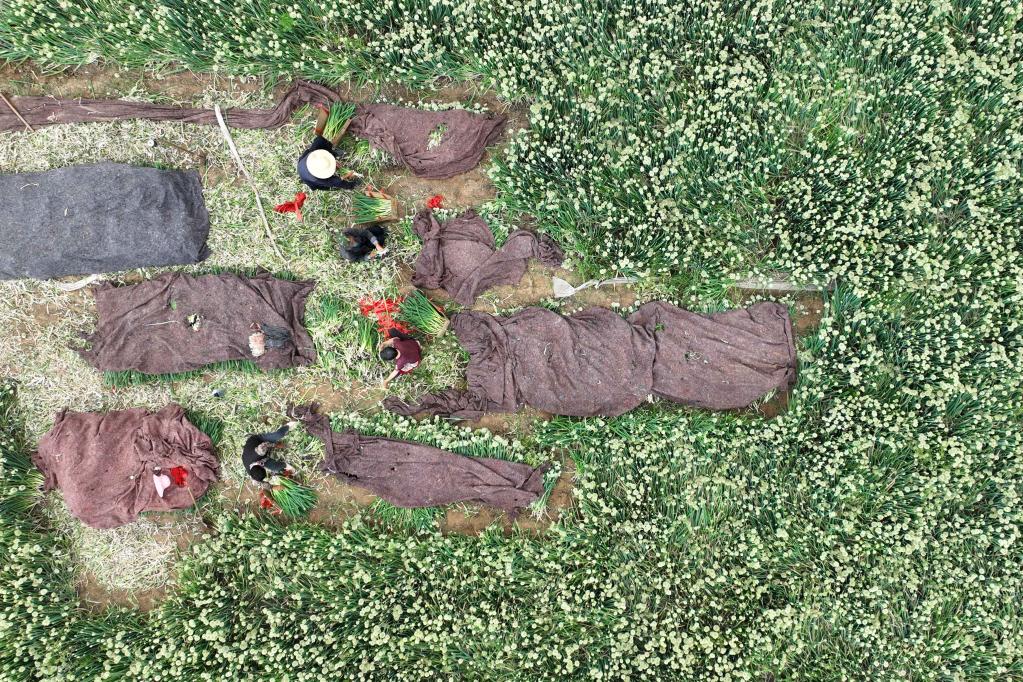 河北柏鄉(xiāng)：特色種植助力鄉(xiāng)村振興