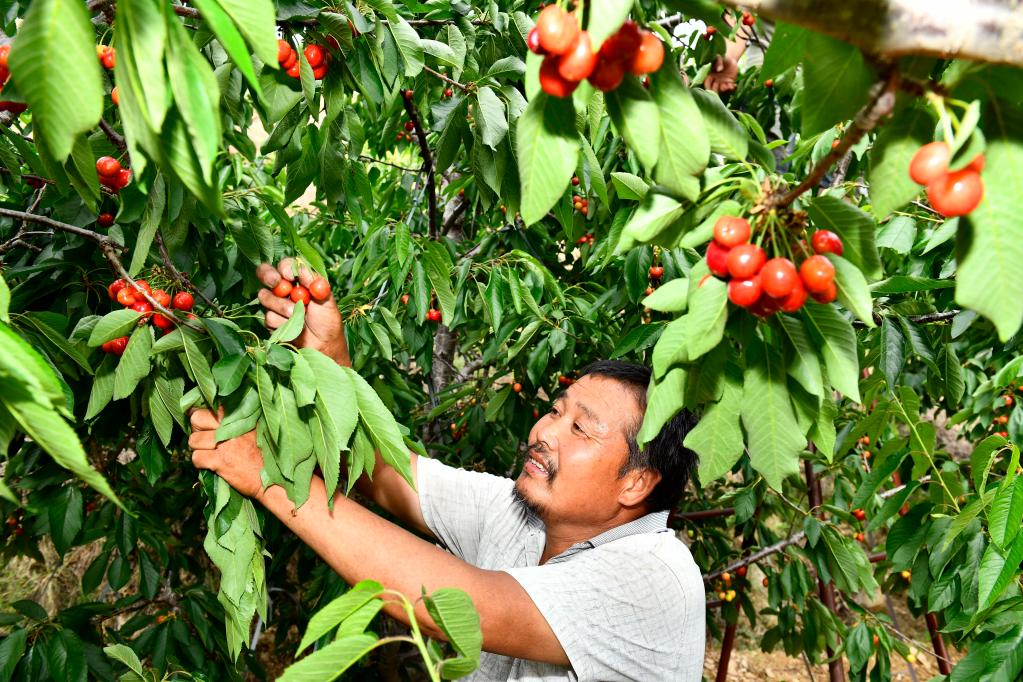 山東泰安：萬(wàn)畝紅櫻桃 結(jié)出“致富果”