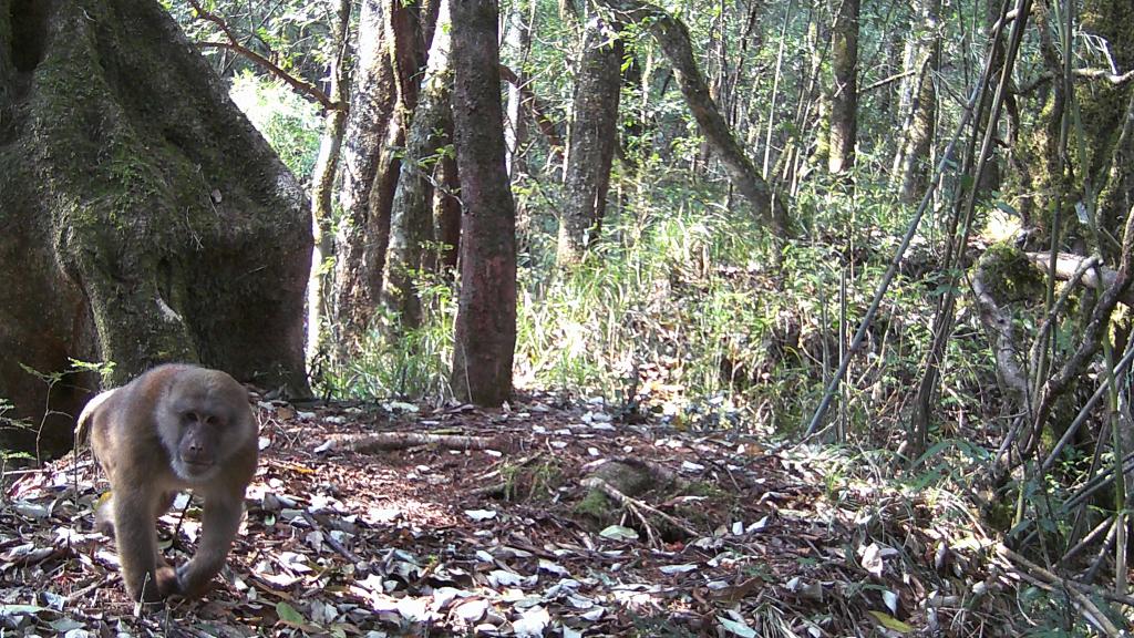 國道之行 從雪山奔向大海｜高黎貢山，該讓這些寶貝“亮相”了