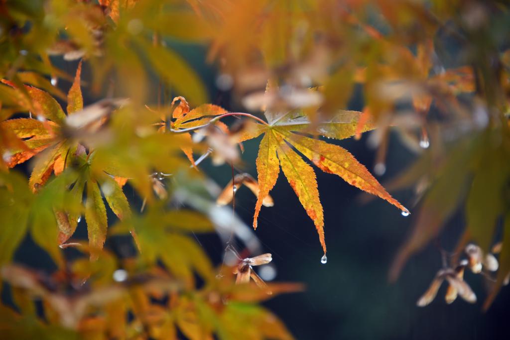 詩(shī)意中國(guó)丨丹楓萬(wàn)葉碧云邊，黃花千點(diǎn)幽巖下