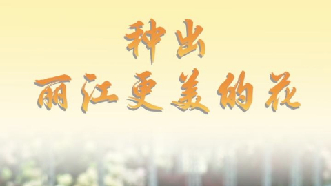 第1視點(diǎn)丨種出麗江更美的花