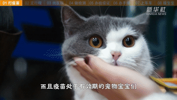 帶萌寵坐火車？你需要知道這些事！