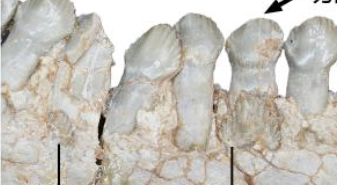 恐龍如何換牙？古生物學(xué)者揭秘古老角龍換牙方式