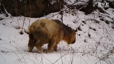 求偶遇！秦嶺野生動物的“盲盒”這樣開