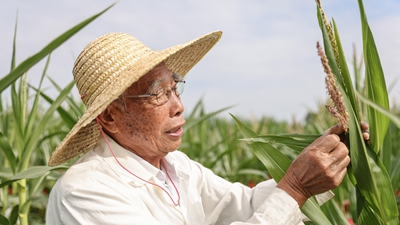 87歲，他在三亞南繁又一年