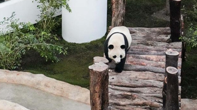 世界杯七項(xiàng)“最”，聽說熊貓也參與了