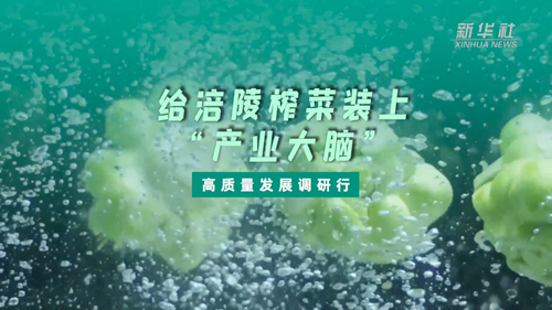 一顆青菜頭，緣何長出百億產(chǎn)業(yè)？