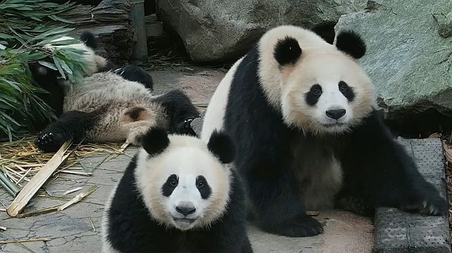 同時(shí)被兩只大熊貓盯上是什么體驗(yàn)？