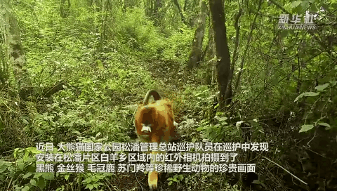 珍貴畫(huà)面曝光！野生動(dòng)物頻頻“上鏡”