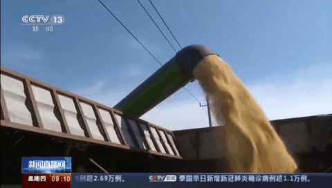 豐收節(jié)里看豐收：全國秋糧長勢(shì)良好 陸續(xù)成熟
